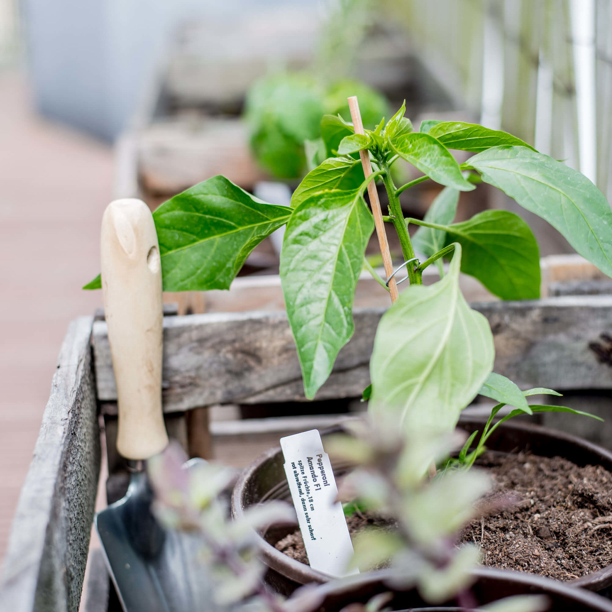 Kräutergarten anlegen gewusst wie