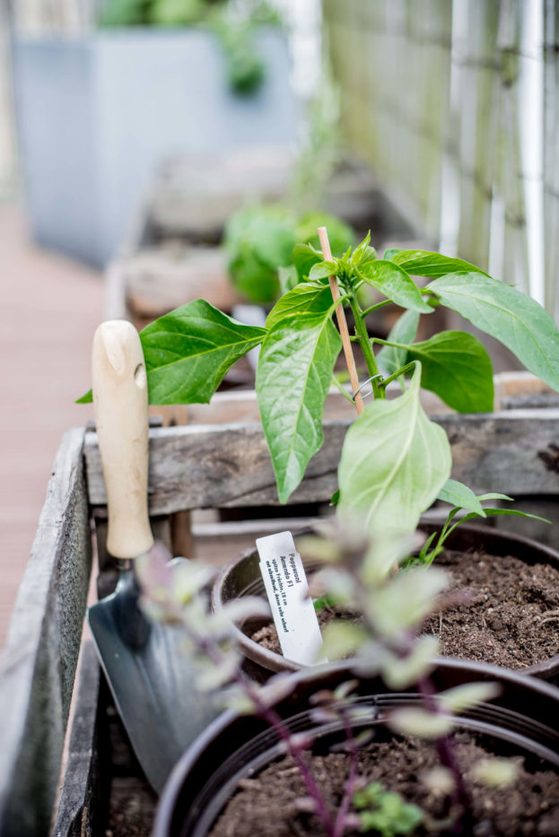 Kräutergarten anlegen gewusst wie