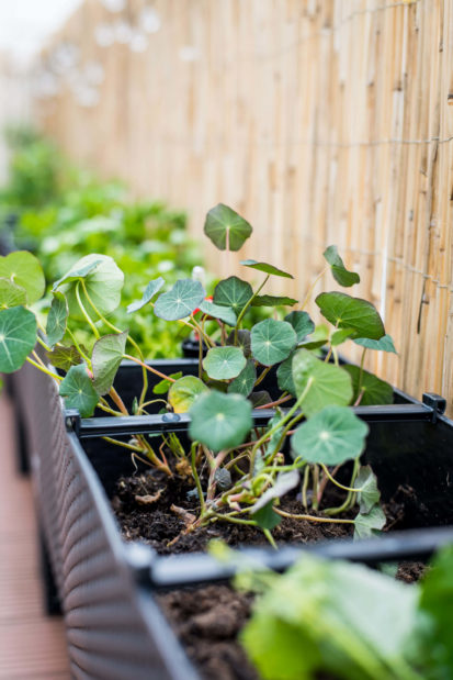 Kräutergarten Balkon Kapuzinerkresse